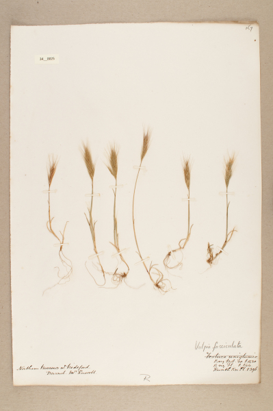 NHM_HH_34.25-2010 image NHM_HH_34.25-2010