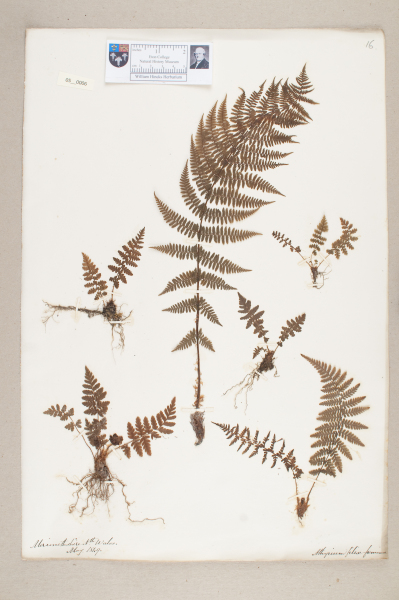 NHM_HH_5.6-2010 image NHM_HH_5.6-2010