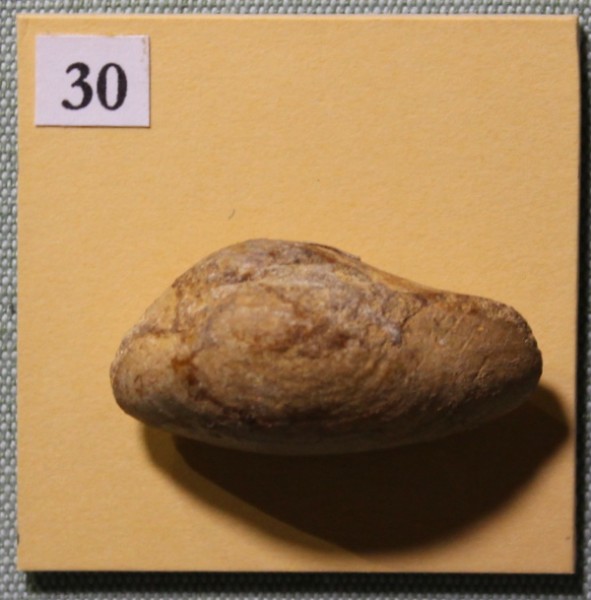 NHM.491-2017 image NHM.491-2017