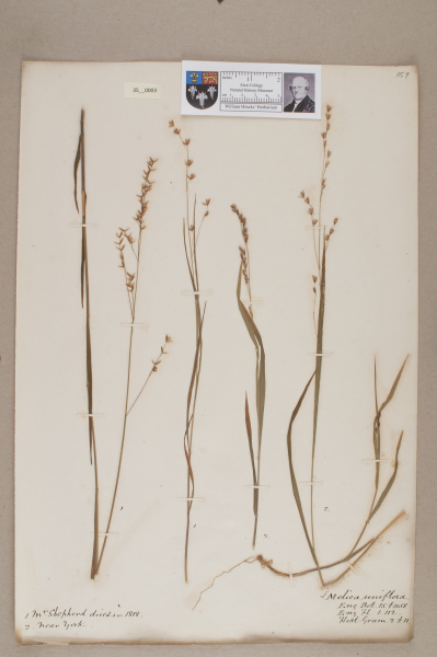 NHM_HH_35.3-2010 image NHM_HH_35.3-2010