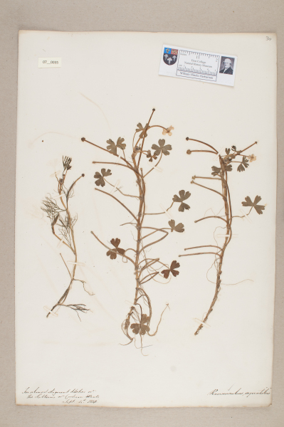 NHM_HH_7.35-2010 image NHM_HH_7.35-2010