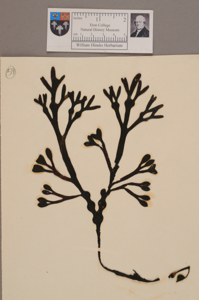 NHM_HH_1.59-2010 image NHM_HH_1.59-2010