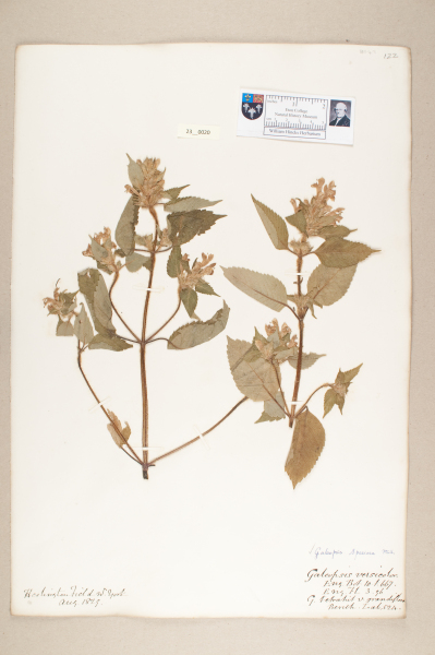 NHM_HH_23.20-2010 image NHM_HH_23.20-2010