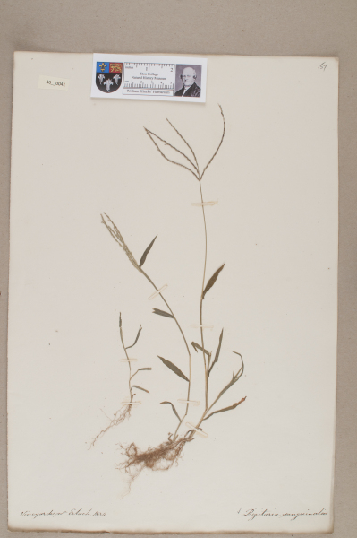 NHM_HH_36.41-2010 image NHM_HH_36.41-2010