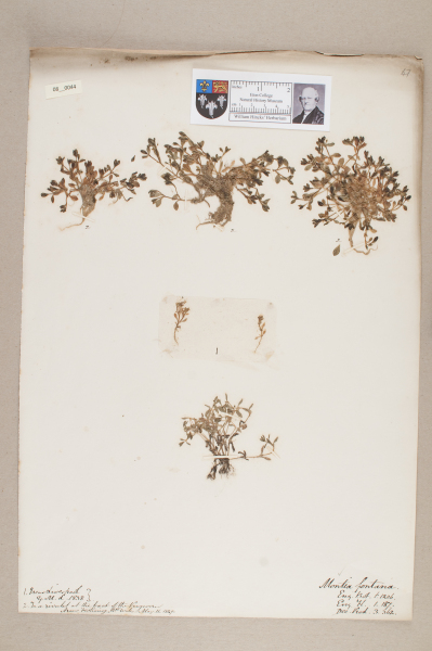 NHM_HH_8.44-2010 image NHM_HH_8.44-2010