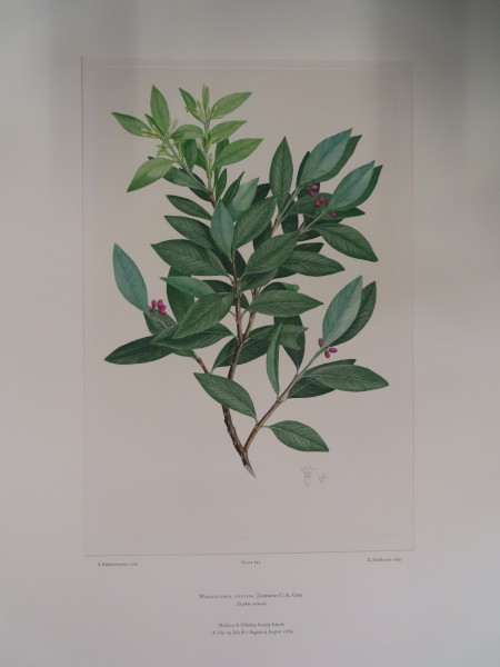 FDA-E.2916_30_22-2016 image FDA-E.2916_30_22-2016