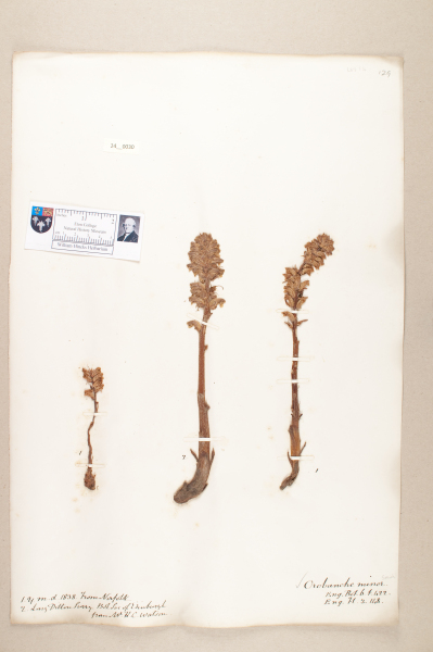 NHM_HH_24.30-2010 image NHM_HH_24.30-2010