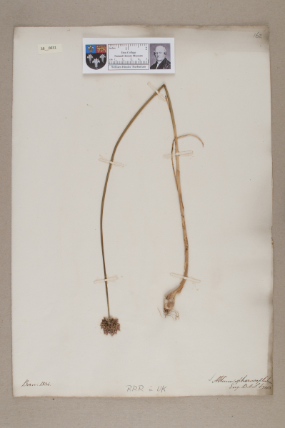 NHM_HH_38.31-2010 image NHM_HH_38.31-2010