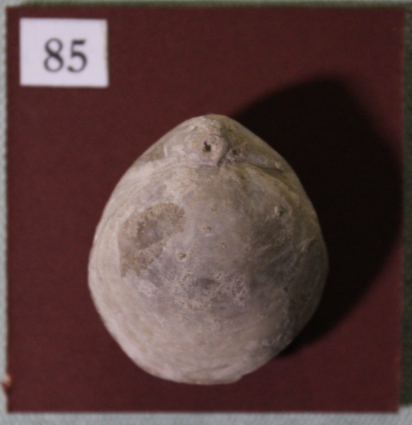 NHM.546-2017 image NHM.546-2017