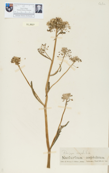 NHM_HH_11.27-2010 image NHM_HH_11.27-2010