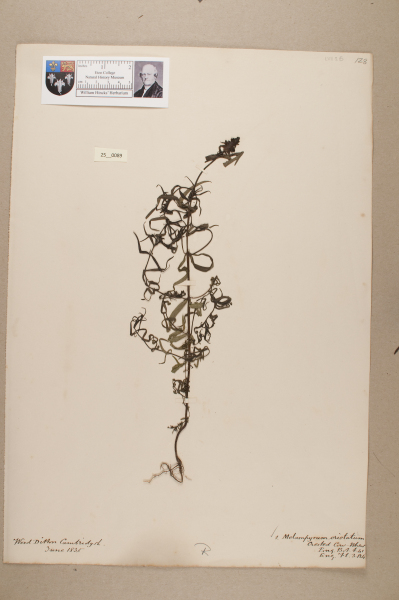 NHM_HH_25.89-2010 image NHM_HH_25.89-2010