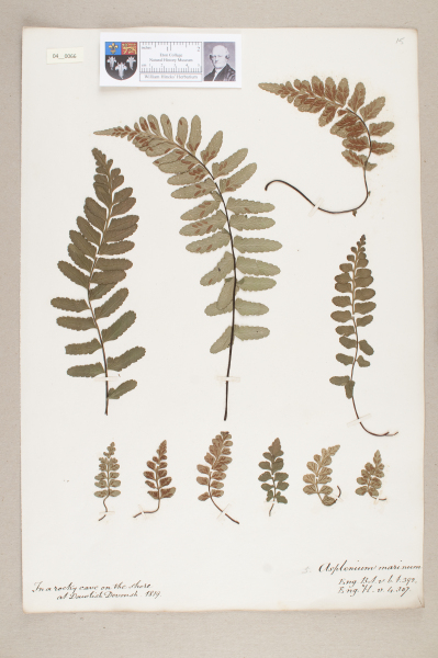 NHM_HH_4.66-2010 image NHM_HH_4.66-2010