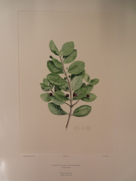 FDA-E.2916_29_9-2016-A image FDA-E.2916_29_9-2016-A