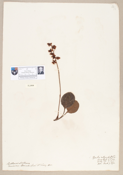 NHM_HH_12.28-2010 image NHM_HH_12.28-2010