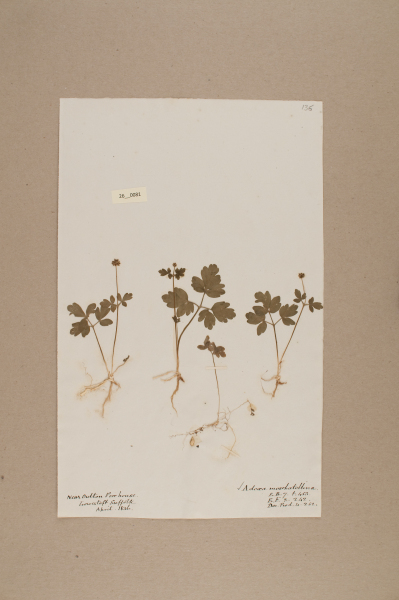 NHM_HH_26.81-2010 image NHM_HH_26.81-2010