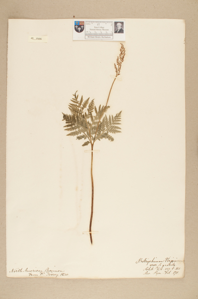 NHM_HH_41.106-2010 image NHM_HH_41.106-2010