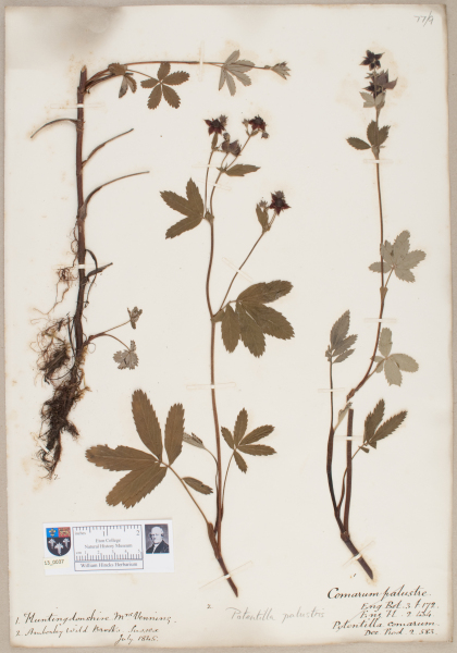 NHM_HH_13.37-2010 image NHM_HH_13.37-2010