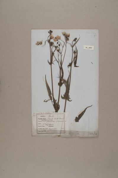 NHM_HH_28.54-2010 image NHM_HH_28.54-2010