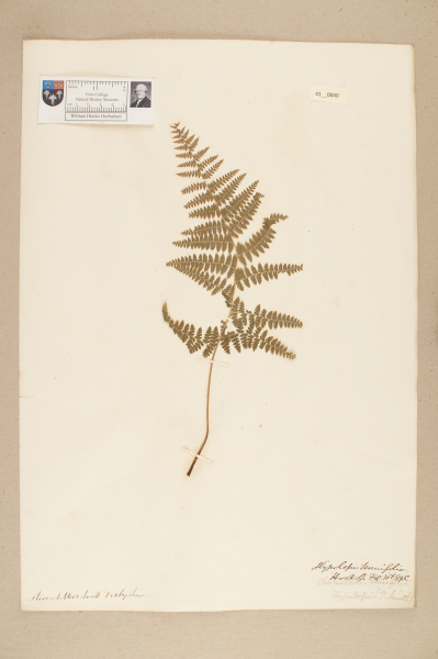 NHM_HH_41.40-2010 image NHM_HH_41.40-2010