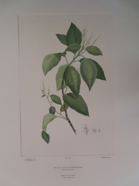 image FDA-E.2916_12_19-2016-A