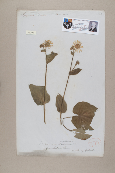 NHM_HH_29.63-2010 image NHM_HH_29.63-2010