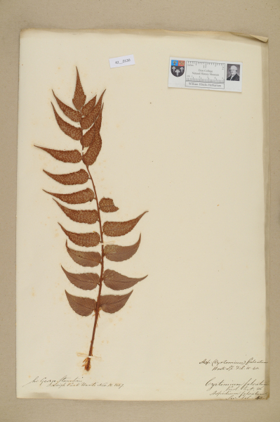 NHM_HH_42.130-2010 image NHM_HH_42.130-2010