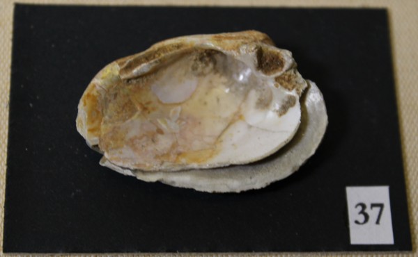 NHM-FT.37-2016 image NHM-FT.37-2016