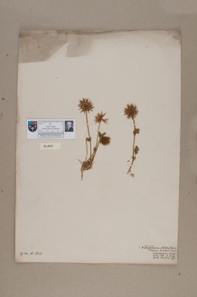 NHM_HH_16.37-2010 image NHM_HH_16.37-2010