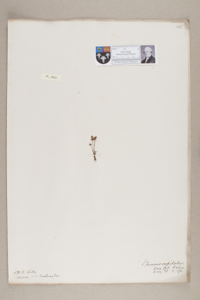 NHM_HH_31.14-2010 image NHM_HH_31.14-2010