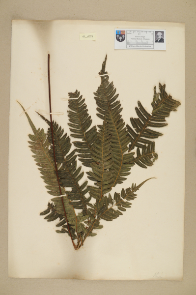 NHM_HH_42.73-2010 image NHM_HH_42.73-2010