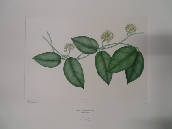 image FDA-E.2916_17_16-2016-A