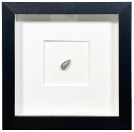 FDA-Sc.229_1-2024 image FDA-Sc.229_1-2024