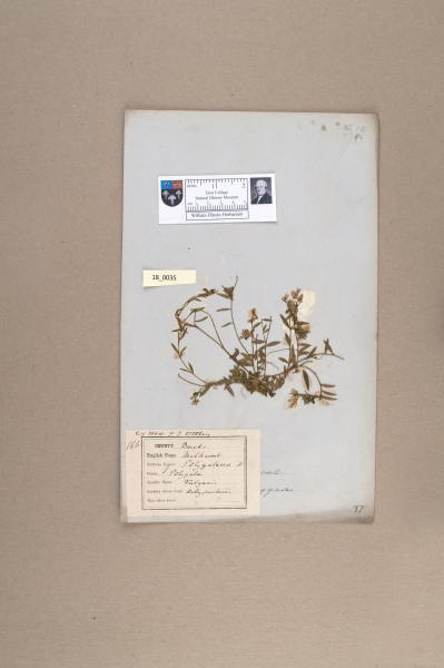 NHM_HH_18.35-2010 image NHM_HH_18.35-2010