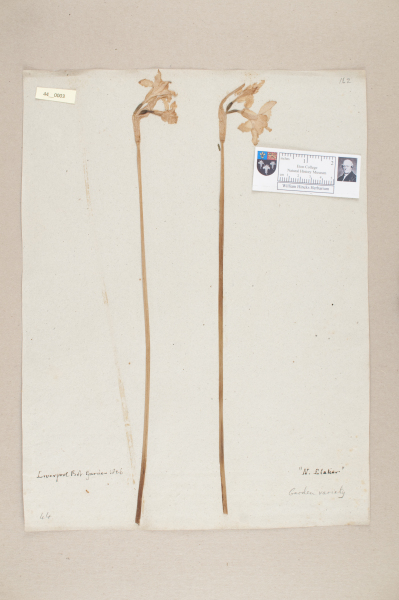 image NHM_HH_44.3-2010