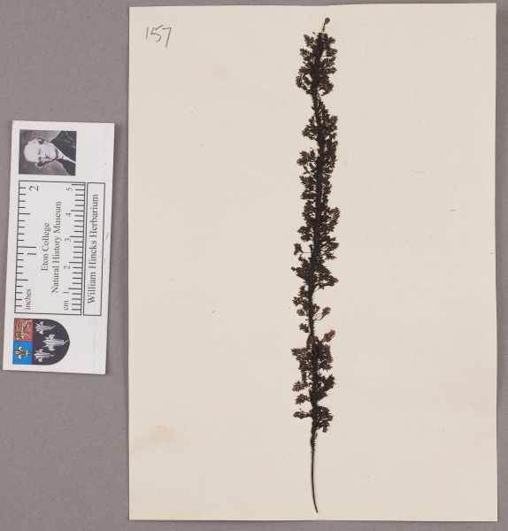 NHM_HH_1.157-2010 image NHM_HH_1.157-2010