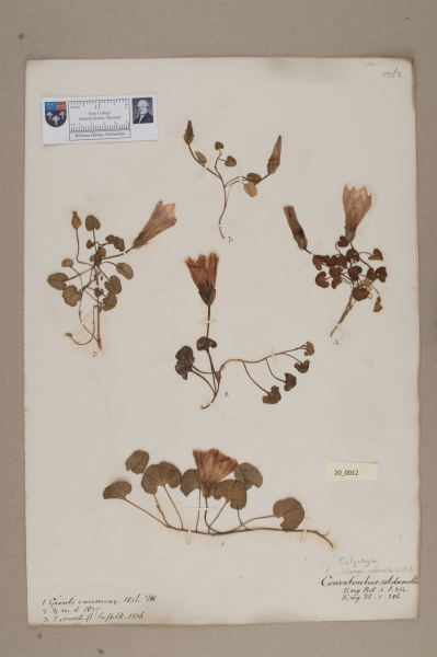 NHM_HH_20.12-2010 image NHM_HH_20.12-2010