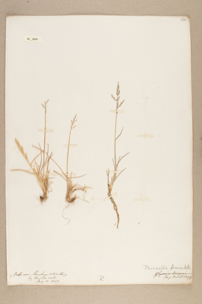 NHM_HH_34.35-2010 image NHM_HH_34.35-2010