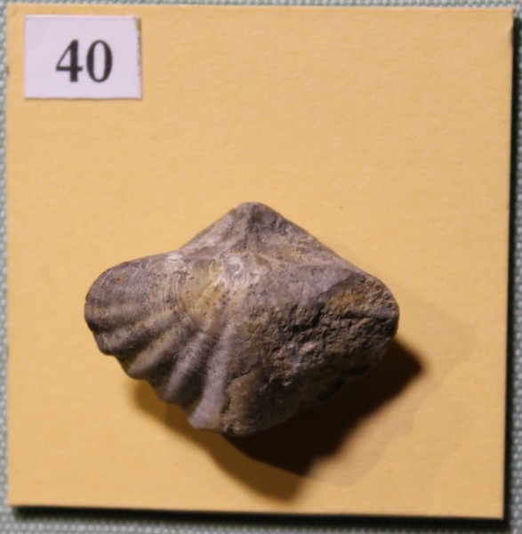 NHM.501-2017 image NHM.501-2017