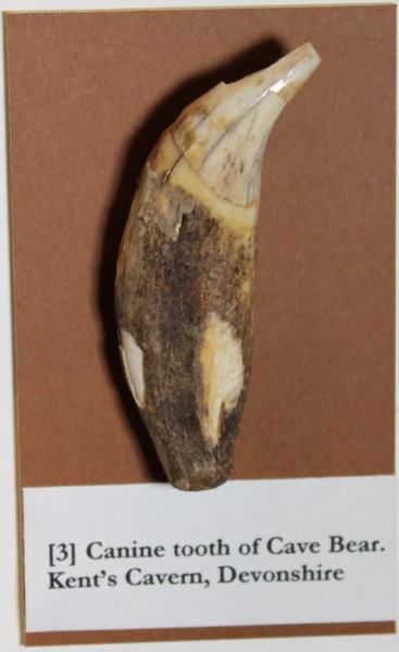 NHM.174-2016 image NHM.174-2016