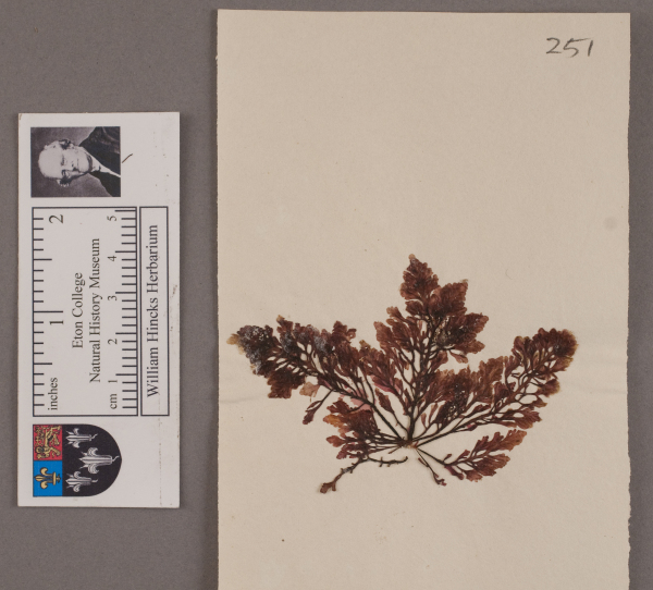 NHM_HH_1.251-2010 image NHM_HH_1.251-2010