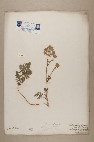 NHM_HH_21.44-2010 image NHM_HH_21.44-2010