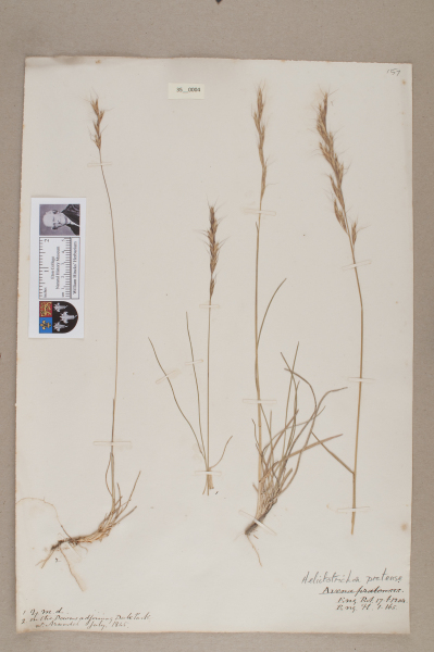 NHM_HH_35.4-2010 image NHM_HH_35.4-2010