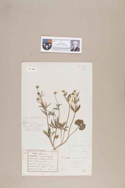 NHM_HH_7.44-2010 image NHM_HH_7.44-2010