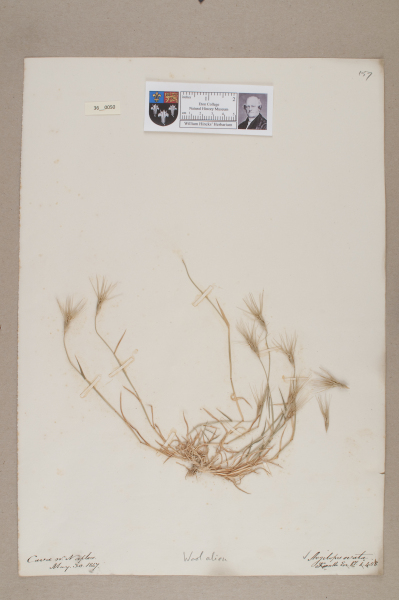 NHM_HH_36.50-2010 image NHM_HH_36.50-2010