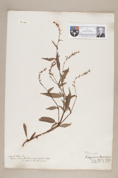 NHM_HH_8.53-2010 image NHM_HH_8.53-2010