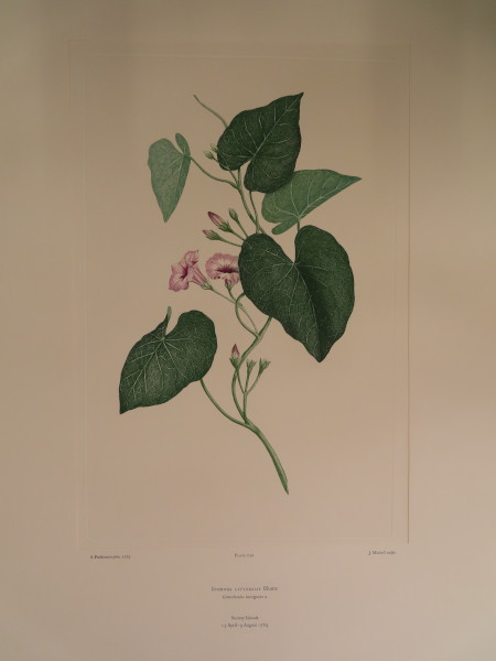 image FDA-E.2916_30_5-2016-A