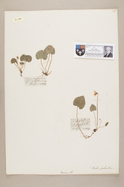 NHM_HH_10.63-2010 image NHM_HH_10.63-2010