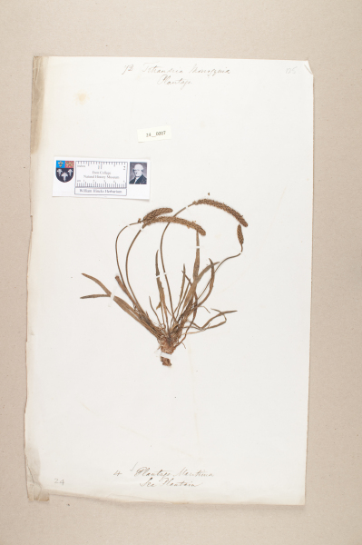 NHM_HH_24.7-2010 image NHM_HH_24.7-2010