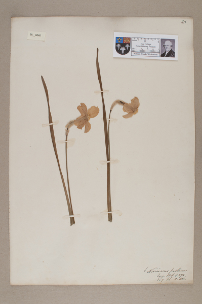 NHM_HH_38.40-2010 image NHM_HH_38.40-2010