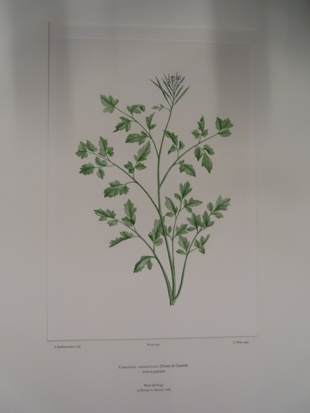 image FDA-E.2916_32_8-2016-A